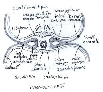 EmbryonGastrulationII.jpg