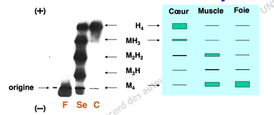 Capture d’écran 2013-10-16 à 17.38.54.png