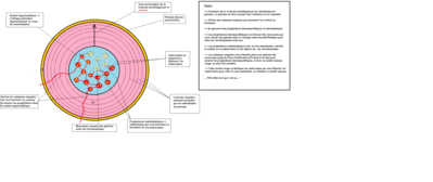 Ossification endochondrale.png