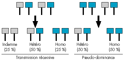 pseudo dominance.gif