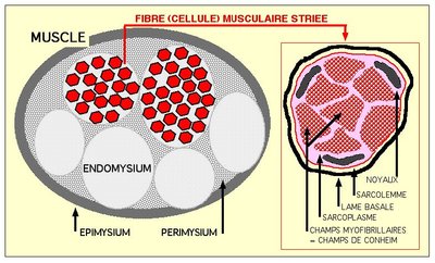 LAME BASALE ENDOMYSIUM.jpg