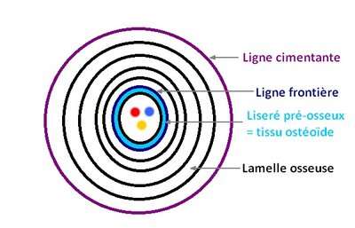 OSTEON FORMATION.jpg