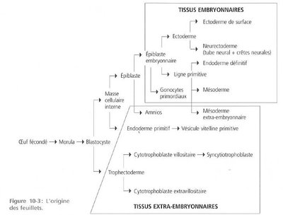 tissu intra + extra embryonnaire.jpg