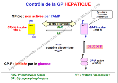 régulation de la glycogénolyse.png
