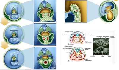 zone cardiogène.jpg