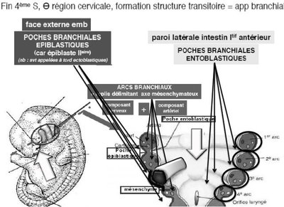 poche entoblastique.jpg