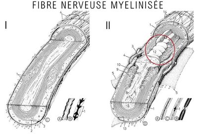 histgen725 - copie.jpg