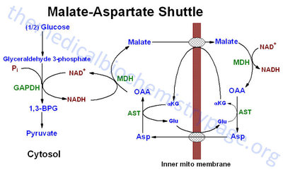 malate-aspartate-shuttle.jpg