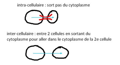 intra-inter cellulaire.jpg
