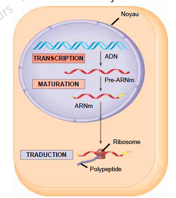 Capture d’écran 2013-11-25 à 11.30.53.png