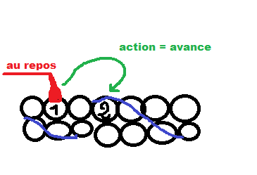 Actine - myosine.png