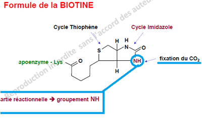 biotine.png