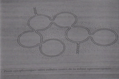 Pont cytoplasmique BDR.png