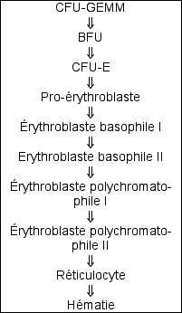 rythropoïèse.jpg