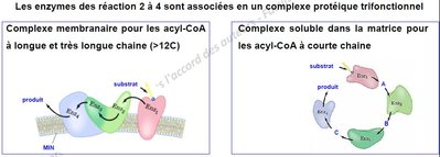 Enzyme catabolisme lipidique.JPG