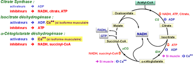 régulation enzymes CK.png