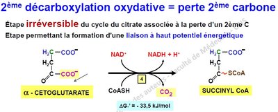 Diapo 34 Métabo mitochondriale.jpg