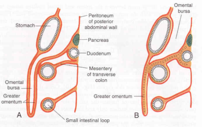 Omentum 2.png