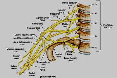 brachial-plexus.jpg