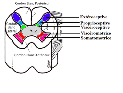 Moellleee noyaux.png