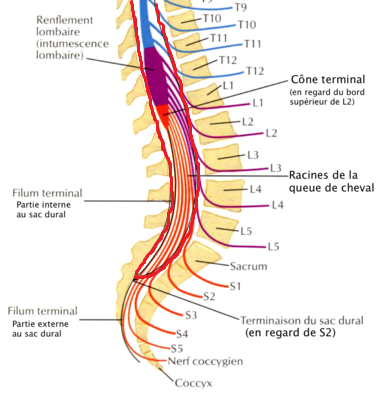 moelle partie inf.png