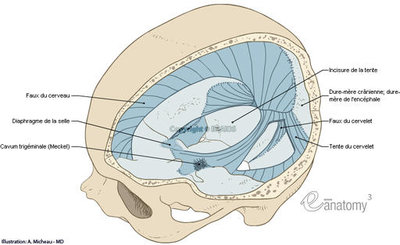 cerebral-falx-cerebellar-tentorium-cranial-dura-mater-anatomical-picture-en_medical512.jpg