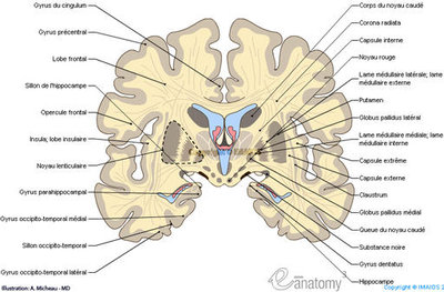 coronal-section-of-the-brain-frontal-coupe-de-charcot-en_medical512.jpg