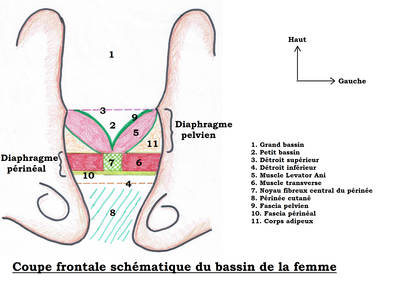 Coupe frontale du bassin.png