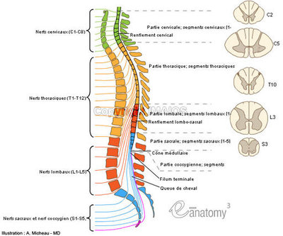 spinal-cord-anatomy-diagram-en_medical512.jpg