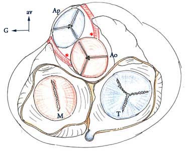 valvules.jpg