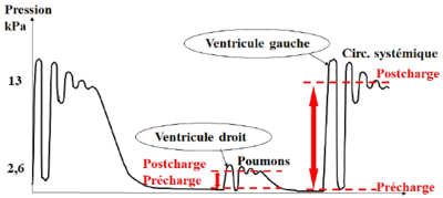 circulation sanguine.PNG