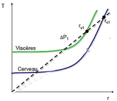 courbe physiologique.png