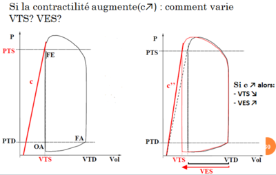 augmentation contractilité.PNG