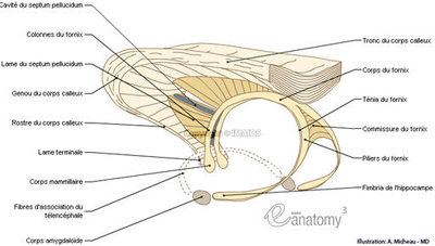 corpus-callosum-gross-anatomy-fornix-septum-pellucidum-en_medical512.jpg