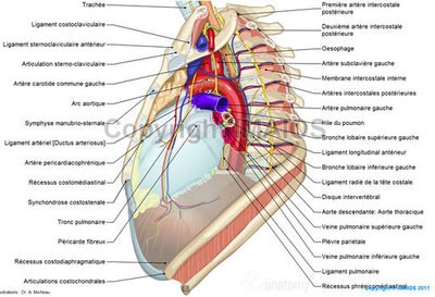 human-anatomy-mediastinum-left-view-illustration_medical512.jpg