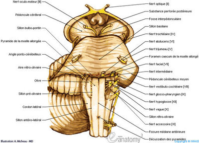 Tronc cérébral vue ant.jpg