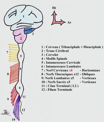 Fiches P1 - Dessins - Nerveux 1.jpg