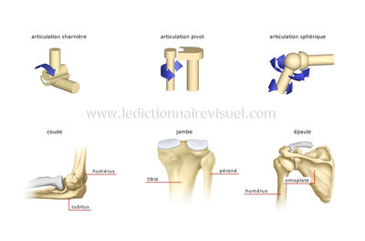 types-articulations-synoviales-284550.jpg