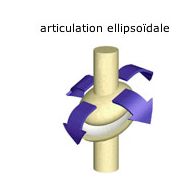 articulation.JPG
