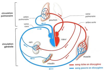 circulation sanguine.jpg