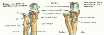 ulna.JPG
