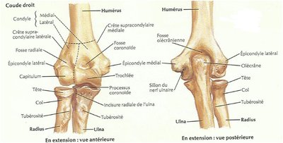 humérus.JPG