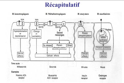 diapo Pr. Pisano.jpg