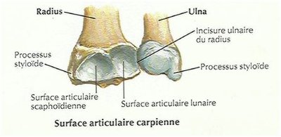 incisure ulnaire du radius.JPG