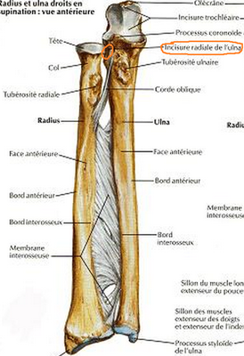 radiuls ulna.png