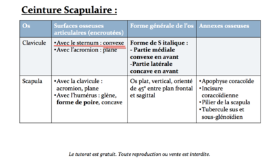 Clavicule et sternum.png