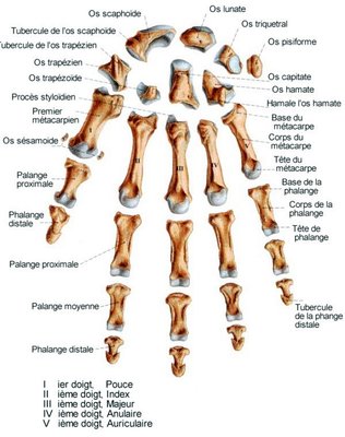 Squelette_main_full.jpg