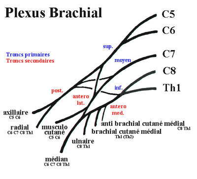 paralysie-obstetricale-plexus-brachial.jpg