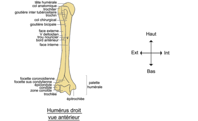 humerus-vue-anterieure.png