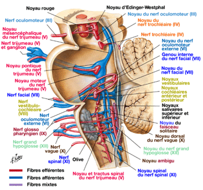 nerfs-craniens-noyaux-lateral.gif